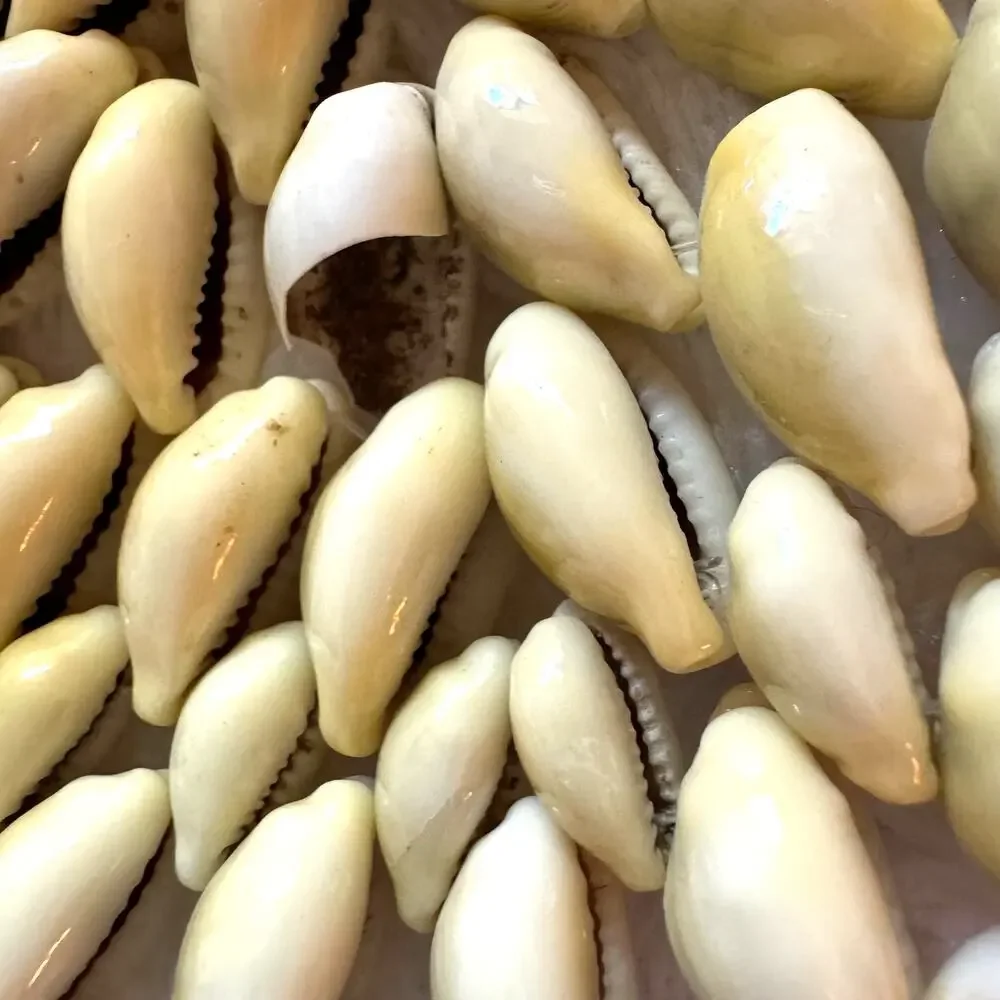 Set of Six Vintage Beige Sea Shell 5